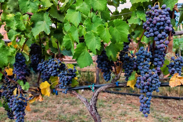 Grandes cachos de uvas de vinho tinto pendurados em uma videira. Uvas maduras — Fotografia de Stock
