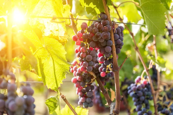 Da una vite pendono grandi grappoli di uva da vino rossa. Uve mature — Foto Stock