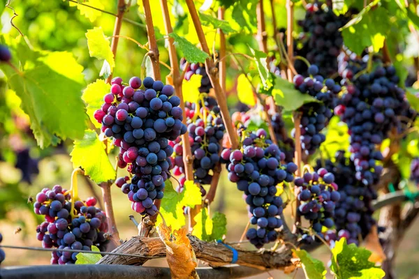 Da una vite pendono grandi grappoli di uva da vino rossa. Uve mature — Foto Stock