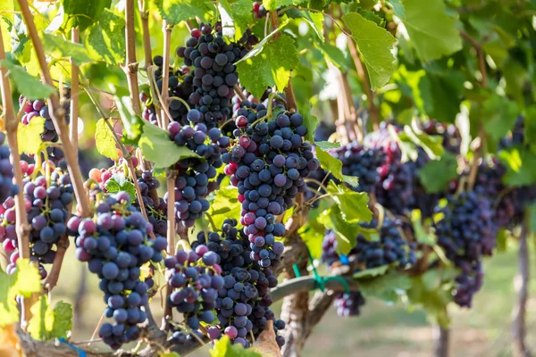 Large bunche of red wine grapes hang from a vine. Ripe grapas — Stock Photo, Image