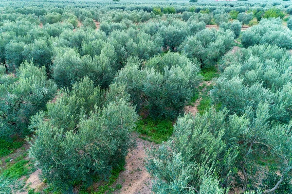 Azeitonas colhidas num campo em Chalkidiki, Grécia — Fotografia de Stock