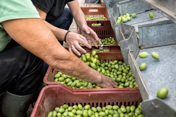 Hand sorting out collected green olives — Stock Photo, Image