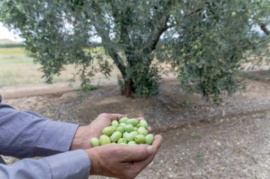 Bir alan Chalkidiki, Yunanistan içinde hasat zeytin