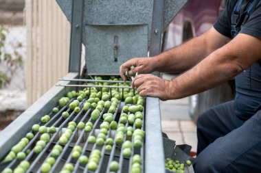 El toplanan yeşil zeytin sıralama