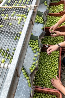 El toplanan yeşil zeytin sıralama