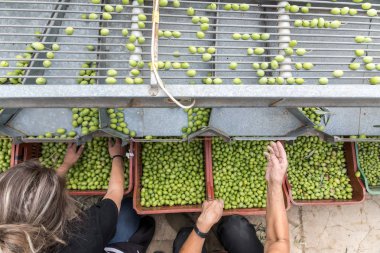 El toplanan yeşil zeytin sıralama