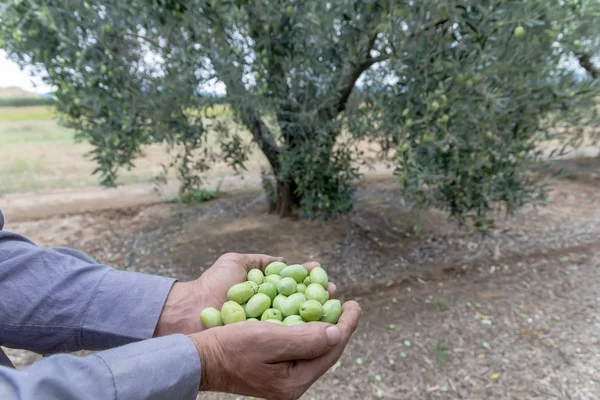 Récolte d'olives dans un champ en Chalcidique, Grèce — Photo