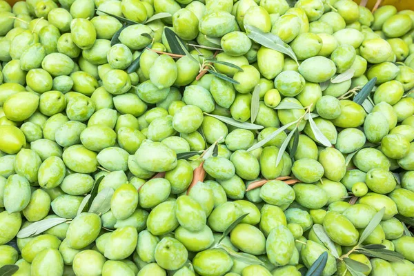 Raccolta delle olive in un campo di Calcidica, Grecia — Foto Stock