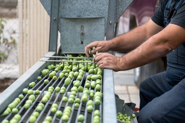 El toplanan yeşil zeytin sıralama