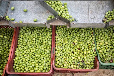 El toplanan yeşil zeytin sıralama