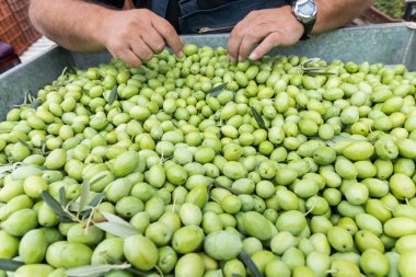El toplanan yeşil zeytin sıralama