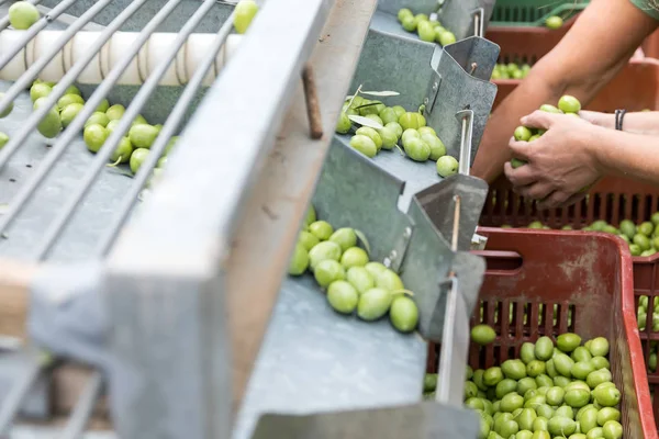 Hand sorting out collected green olives — Stock Photo, Image