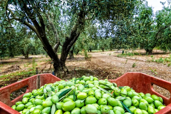 Сбор оливок в поле в Халкидики, Греция — стоковое фото