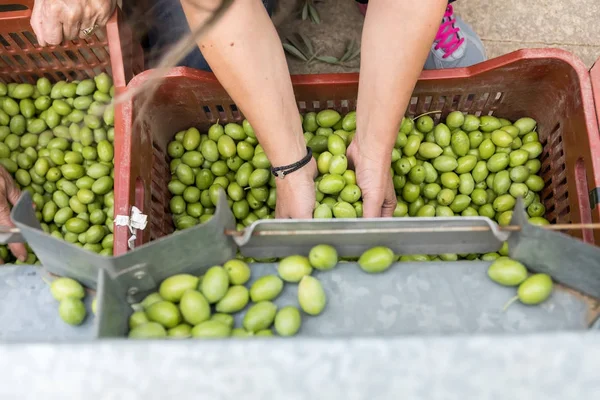 El toplanan yeşil zeytin sıralama