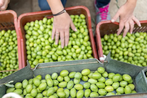 Ruční třídění sebraných zelené olivy — Stock fotografie