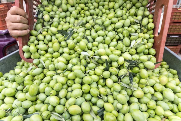 Hand sorting out collected green olives — Stock Photo, Image