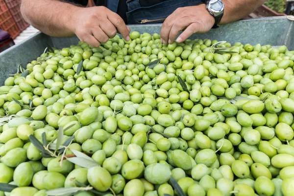 El toplanan yeşil zeytin sıralama