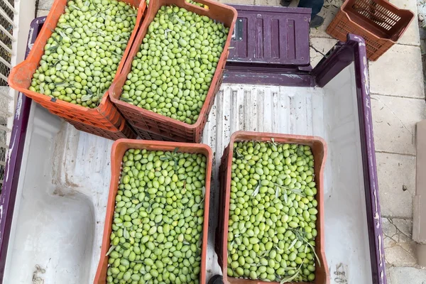 Kutusunda toplanan olgun yeşil zeytin