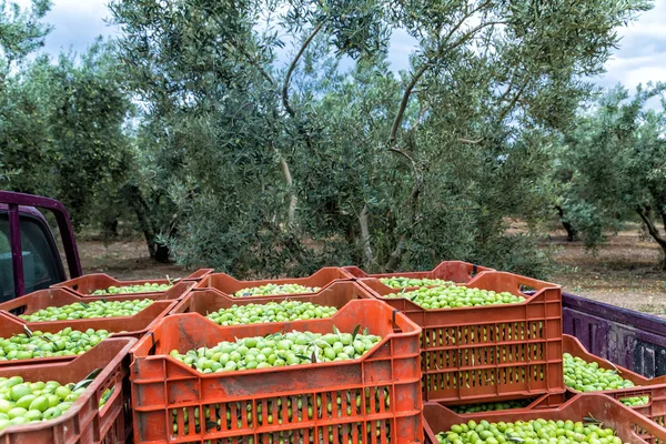 Cosecha de aceitunas en un campo en Chalkidiki, Grecia — Foto de Stock