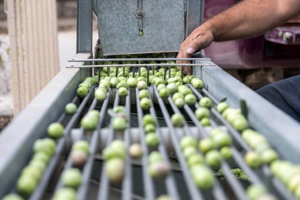 Hand sorting out collected green olives — Stock Photo, Image