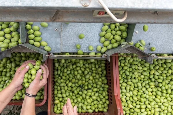 Hand sorting out collected green olives — Stock Photo, Image