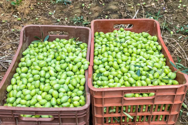 Oliven ernten auf einem Feld in Chalkidiki, Griechenland — Stockfoto