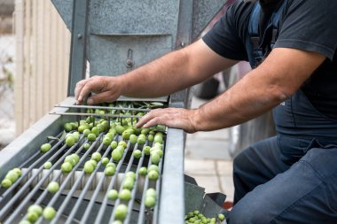 El toplanan yeşil zeytin sıralama
