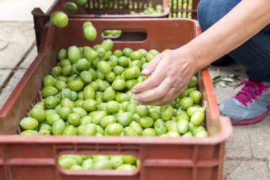 El toplanan yeşil zeytin sıralama