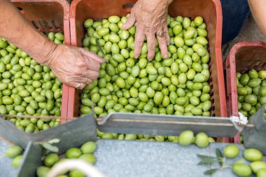 El toplanan yeşil zeytin sıralama