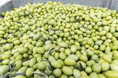 El toplanan yeşil zeytin sıralama