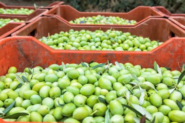 Bir alan Chalkidiki, Yunanistan içinde hasat zeytin