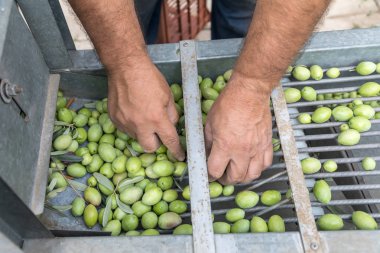El toplanan yeşil zeytin sıralama