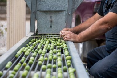 El toplanan yeşil zeytin sıralama