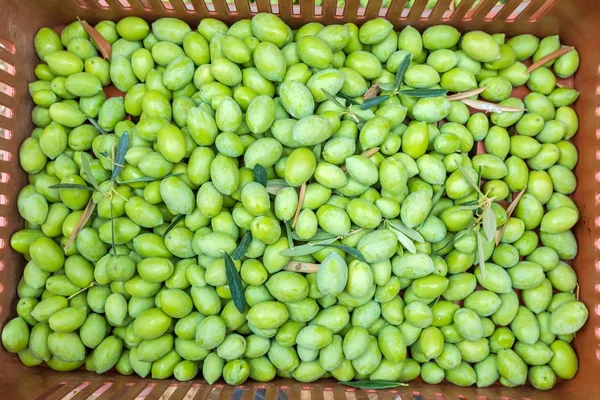 Oliven ernten auf einem Feld in Chalkidiki, Griechenland — Stockfoto