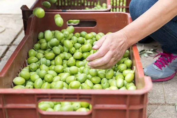 El toplanan yeşil zeytin sıralama
