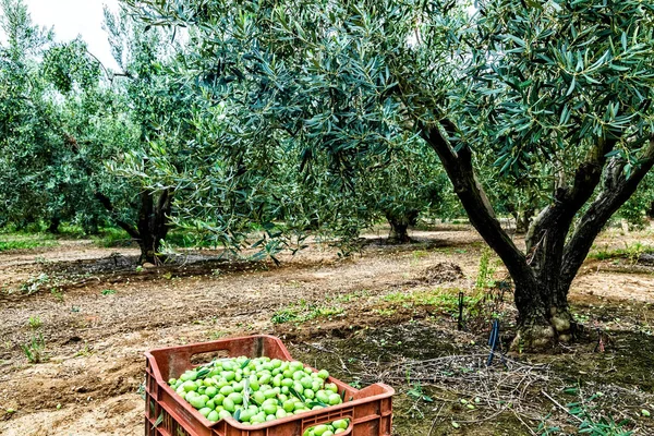 Bir alan Chalkidiki, Yunanistan içinde hasat zeytin — Stok fotoğraf