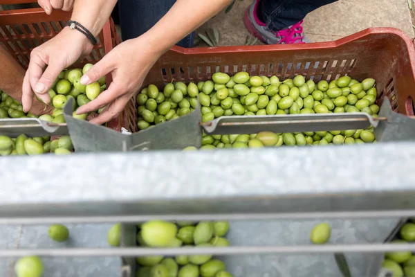 Hand sorting out collected green olives — Stock Photo, Image