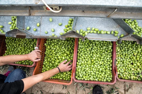 हात वर्गीकरण गोळा हिरव्या ऑलिव्ह बाहेर — स्टॉक फोटो, इमेज