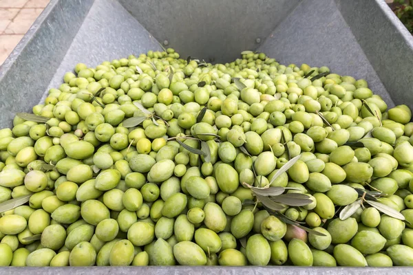 Hand sorting out collected green olives — Stock Photo, Image