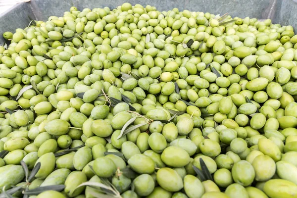 Ruční třídění sebraných zelené olivy — Stock fotografie