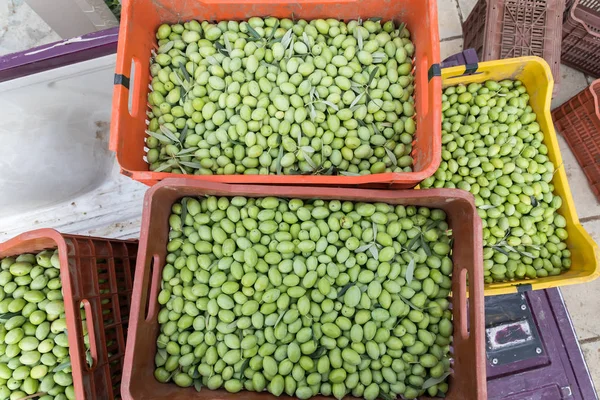 Mogna gröna oliver samlade i box — Stockfoto
