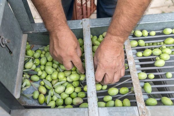 El toplanan yeşil zeytin sıralama