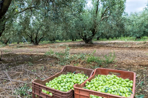 Bir alan Chalkidiki, Yunanistan içinde hasat zeytin