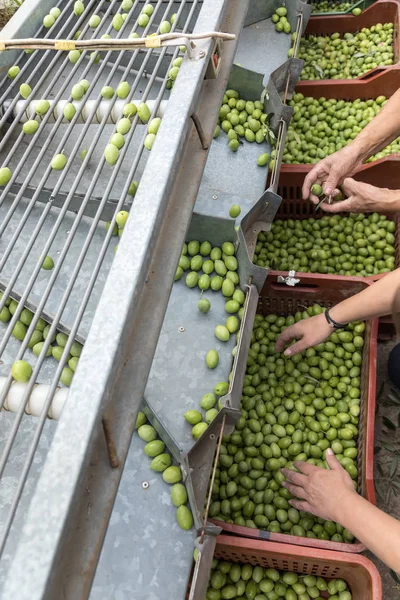 Triagem manual das azeitonas verdes recolhidas — Fotografia de Stock