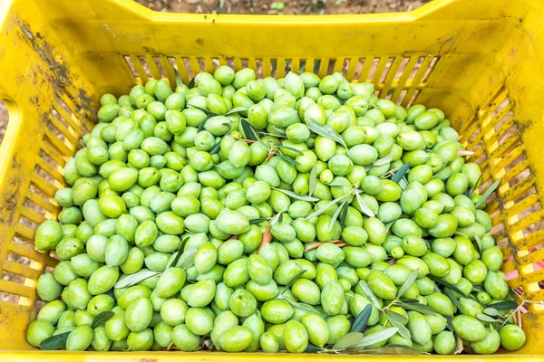 Oliven ernten auf einem Feld in Chalkidiki, Griechenland — Stockfoto