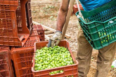 Bir alan Chalkidiki, Yunanistan içinde hasat zeytin