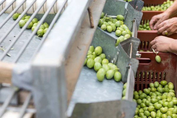 Hand sorting out collected green olives — Stock Photo, Image