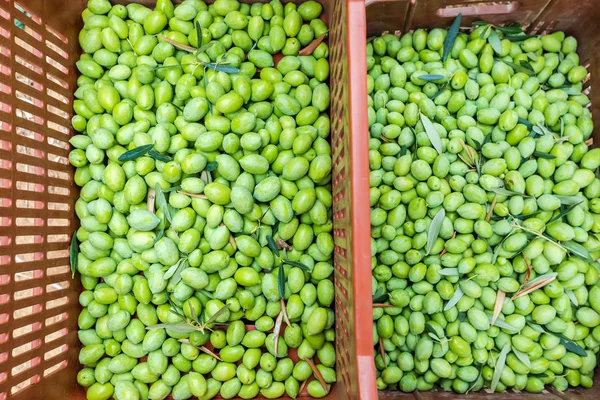 Raccolta delle olive in un campo di Calcidica, Grecia — Foto Stock