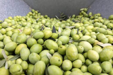 El toplanan yeşil zeytin sıralama