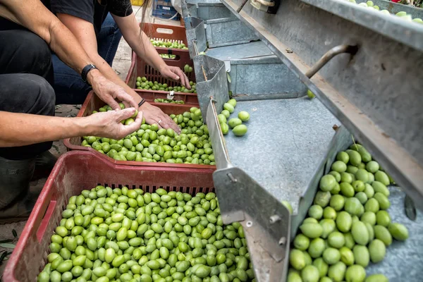 Hand sorting out collected green olives — Stock Photo, Image